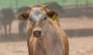 Cattle Blog Image